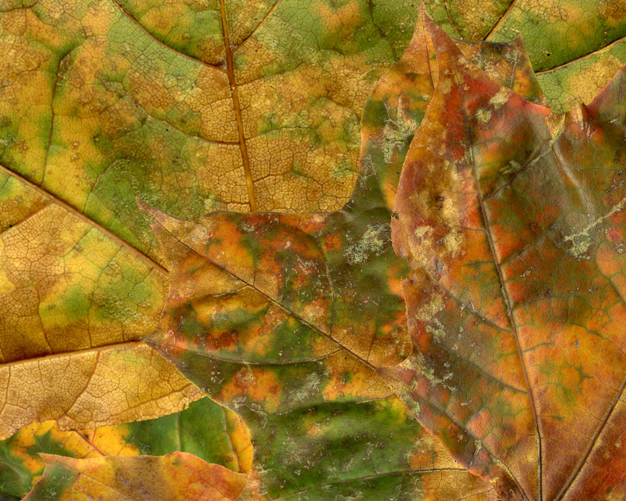 Luonne desktop background. Original leaf scans by Matti, composition by Janne