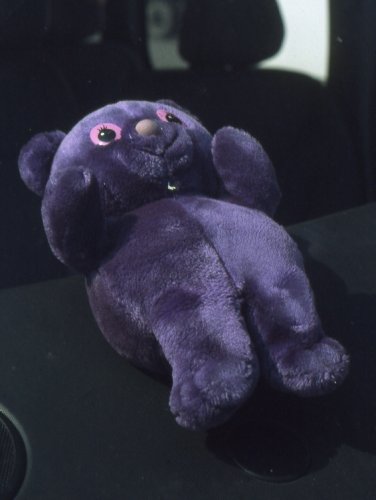 the purple bear